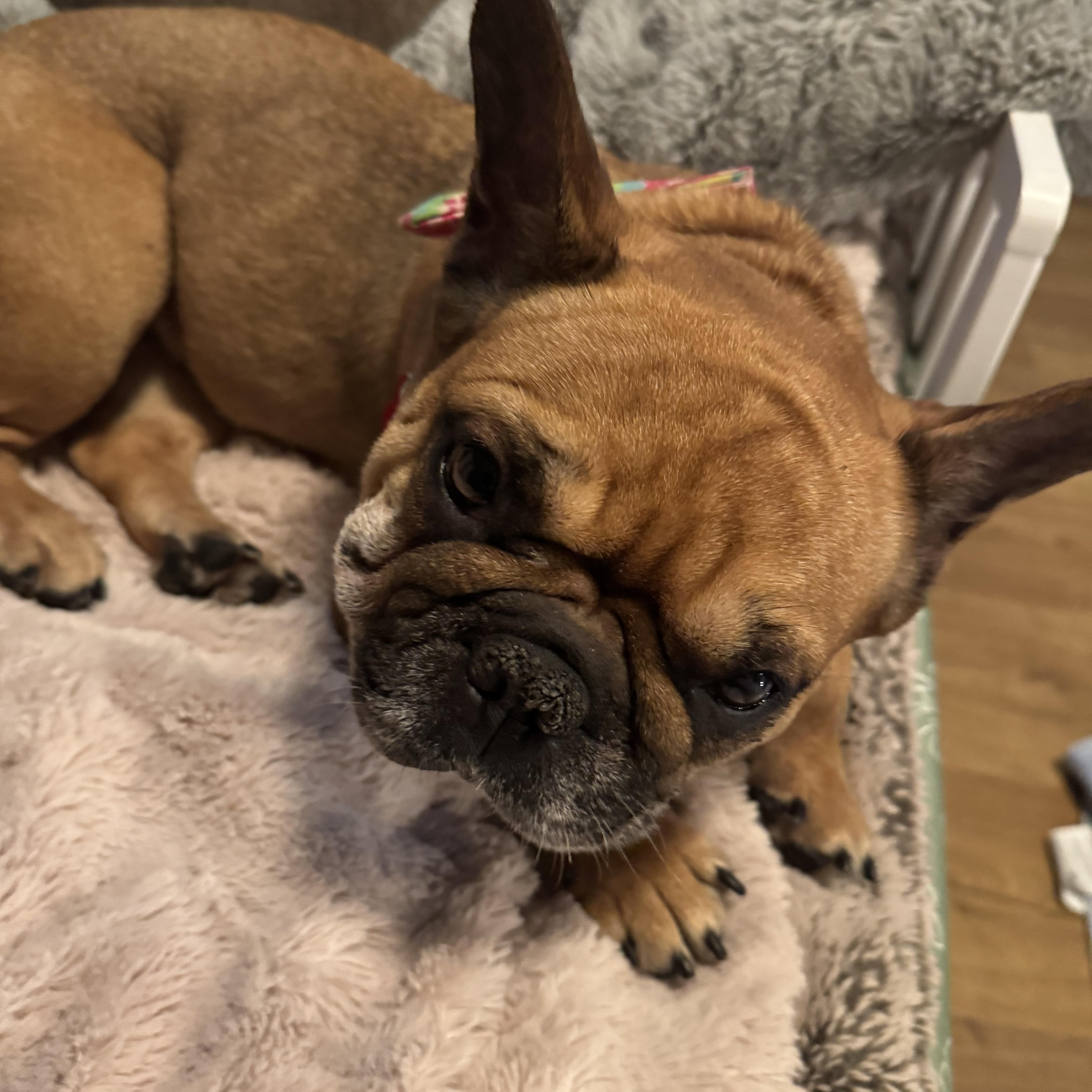 Enlarge Emmy, a Adopted French Bulldog in North Freedom, WI image 3/3