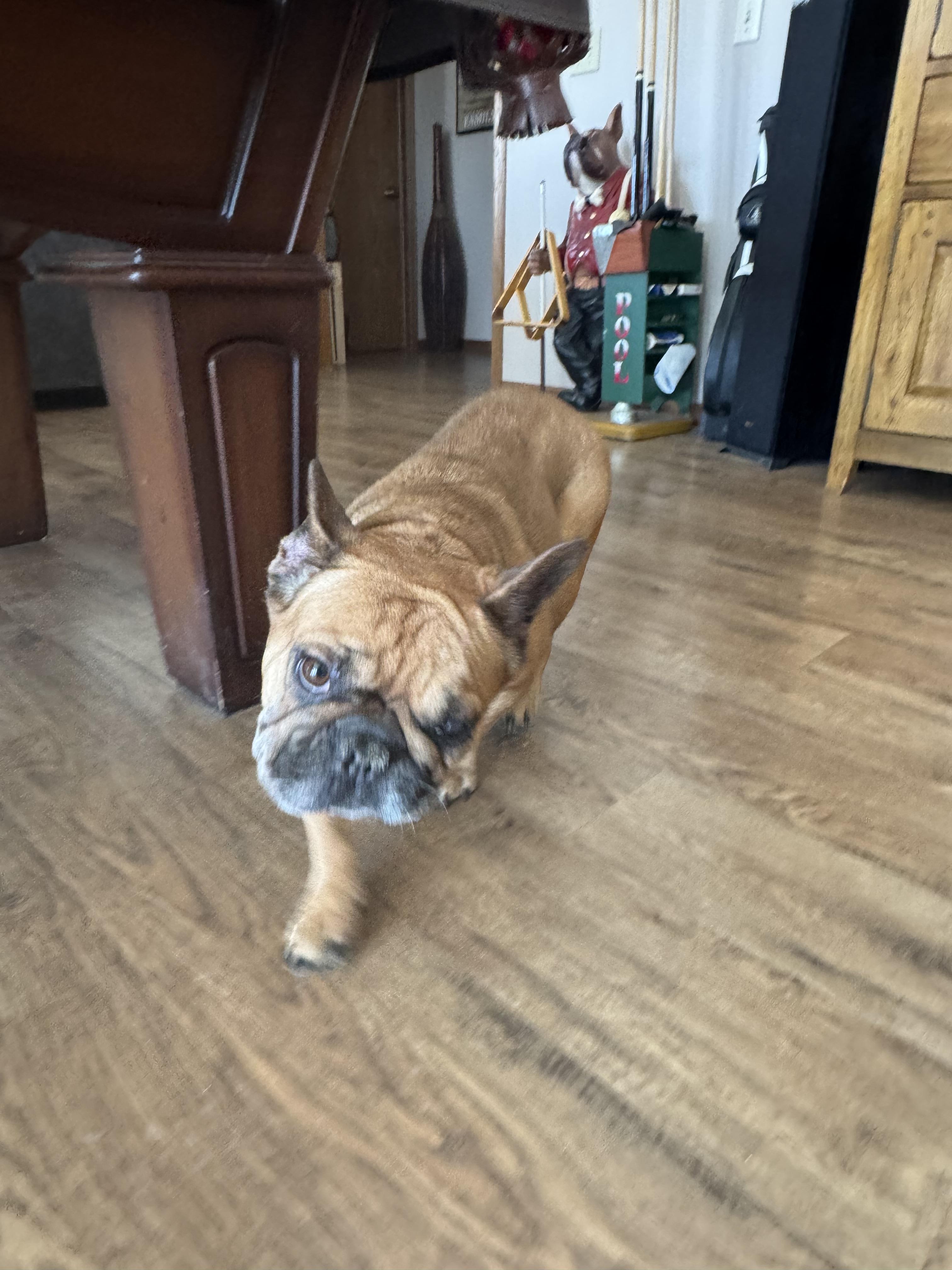 Enlarge Emmy, a Adoptable French Bulldog in North Freedom, WI image 1/3