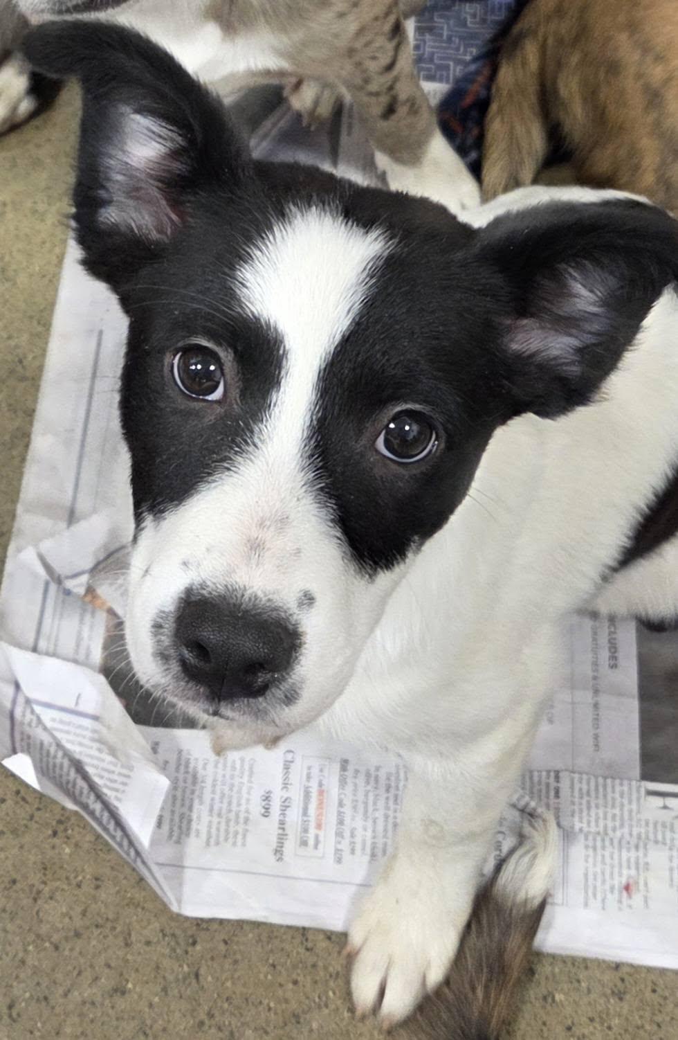 Enlarge Alani, a ADOPTABLE mixed breed in Hillsdale, NY image 1/3