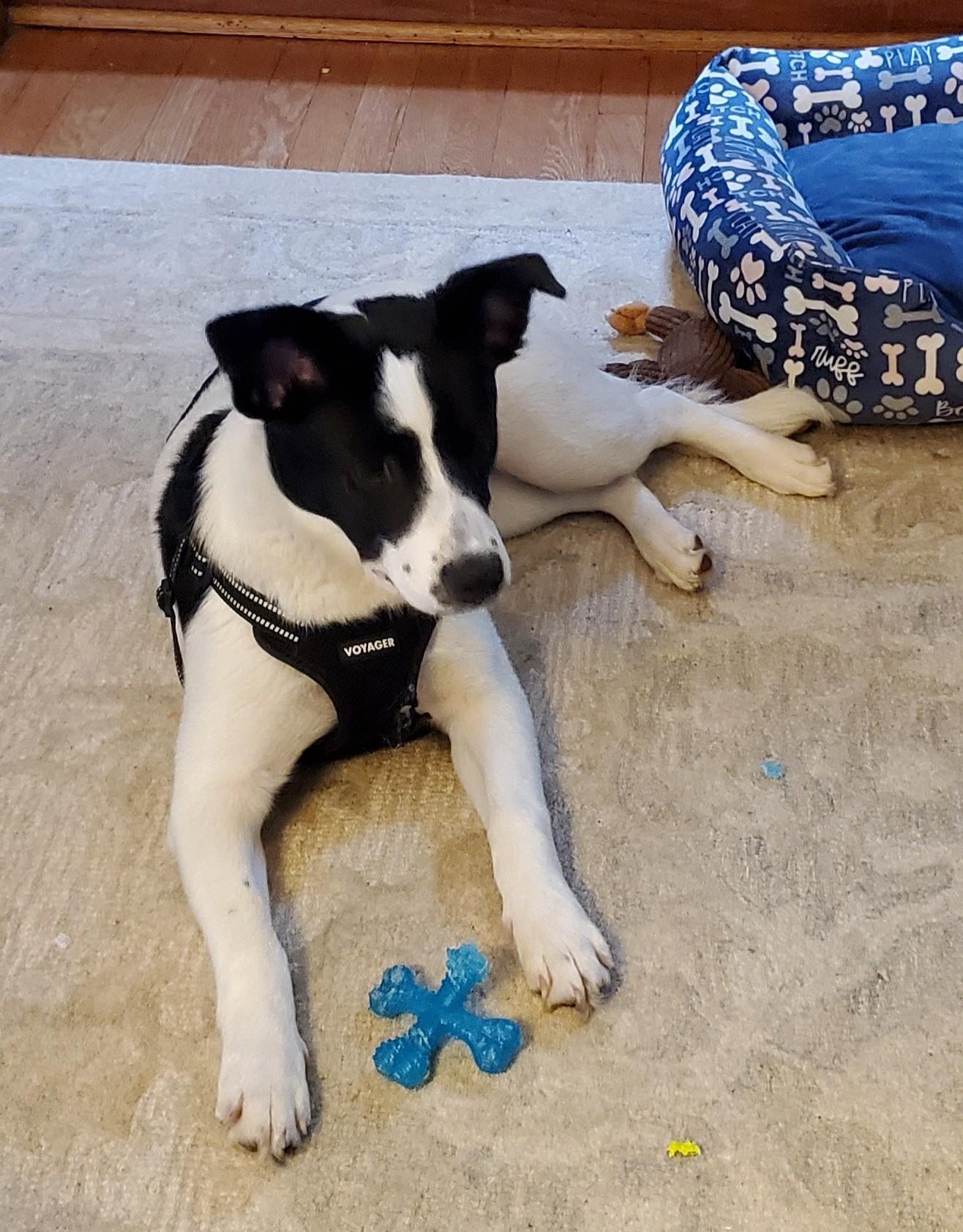 Enlarge Alani, a ADOPTABLE mixed breed in Hillsdale, NY image 2/3