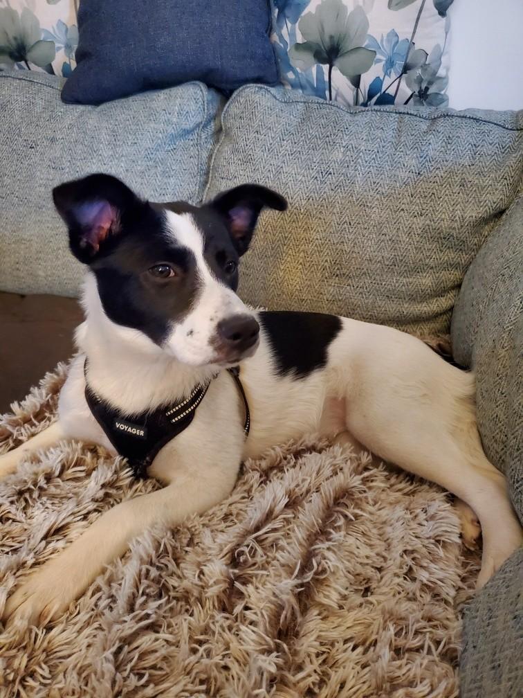 Enlarge Alani, a ADOPTABLE mixed breed in Hillsdale, NY image 3/3