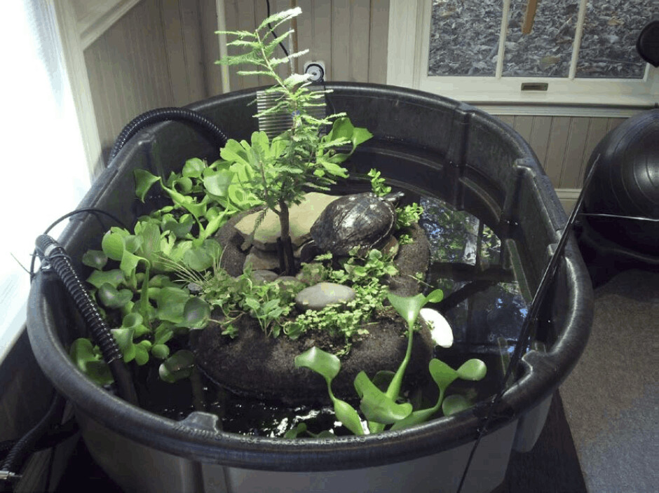 Triscuit Red Eared Slider (good 1st water turtle), a Adoptable Red-Eared Slider in Baltimore, MD image 6/6