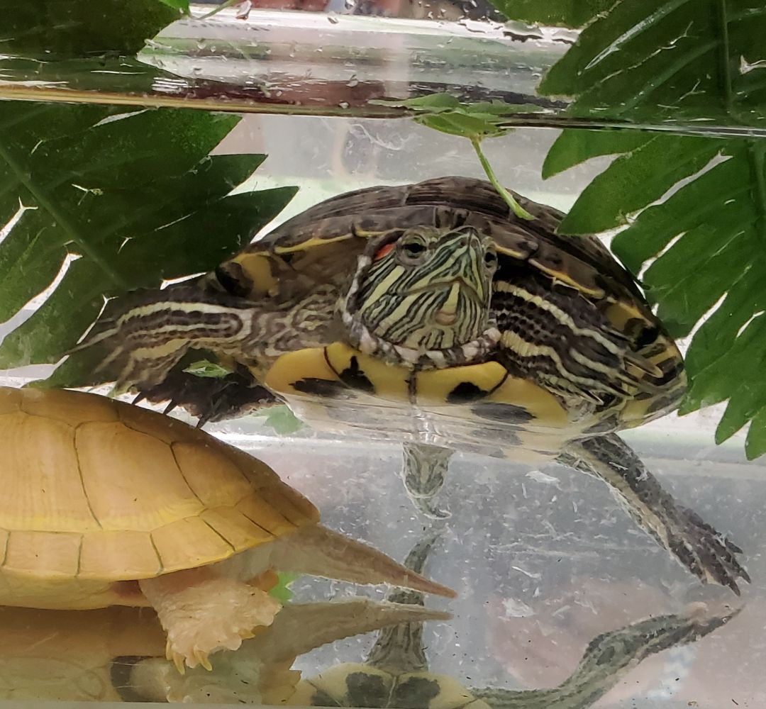 Triscuit Red Eared Slider (good 1st water turtle), a Adoptable Red-Eared Slider in Baltimore, MD image 1/6