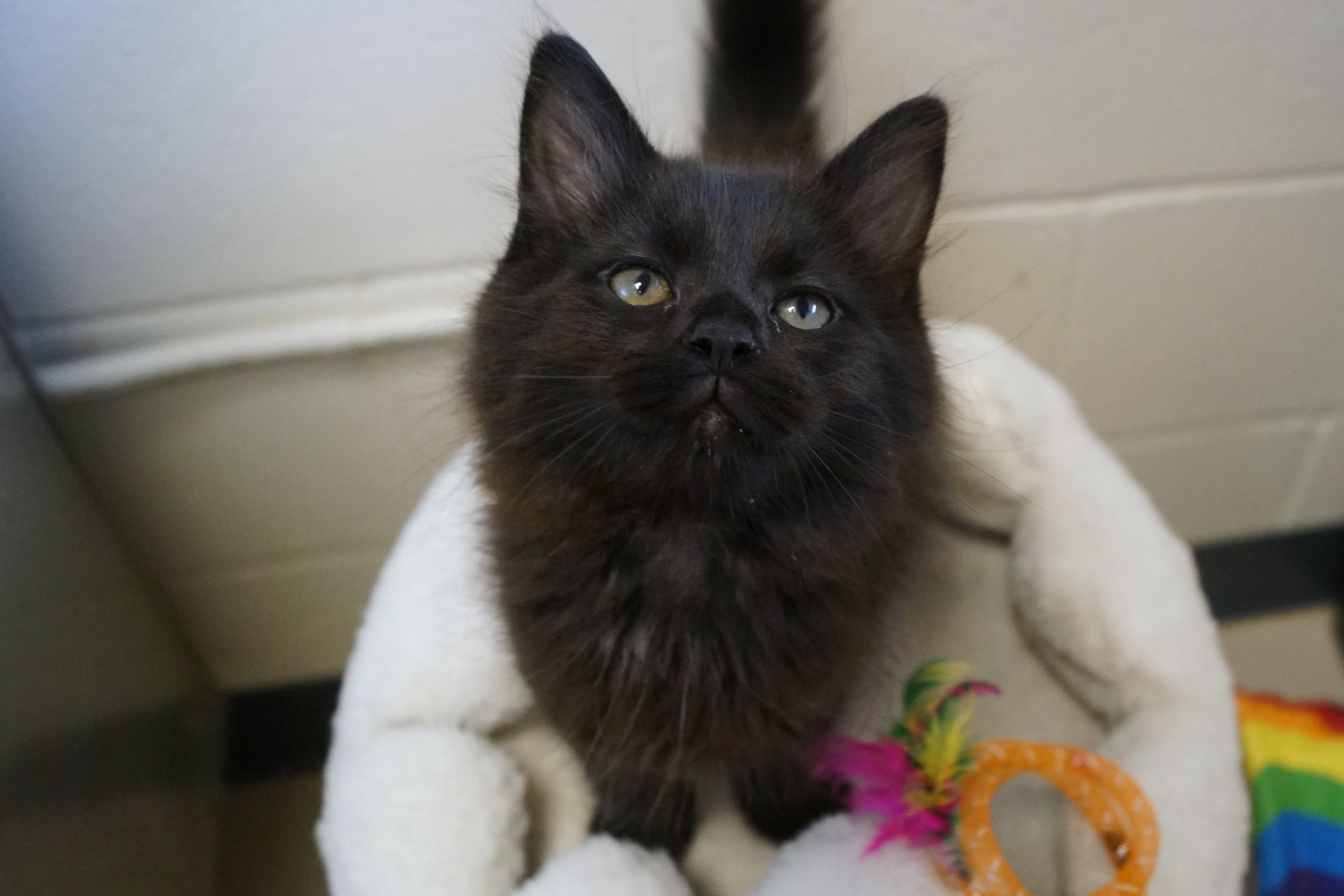 Kitten 26-3 Black, adopted, Young Male Domestic Medium Hair.