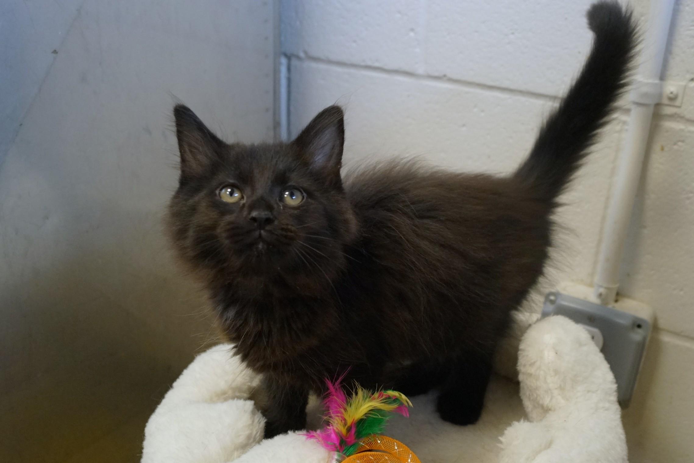 Kitten 26-3 Black, an adopted Domestic Medium Hair in New Milford, CT image 4/6