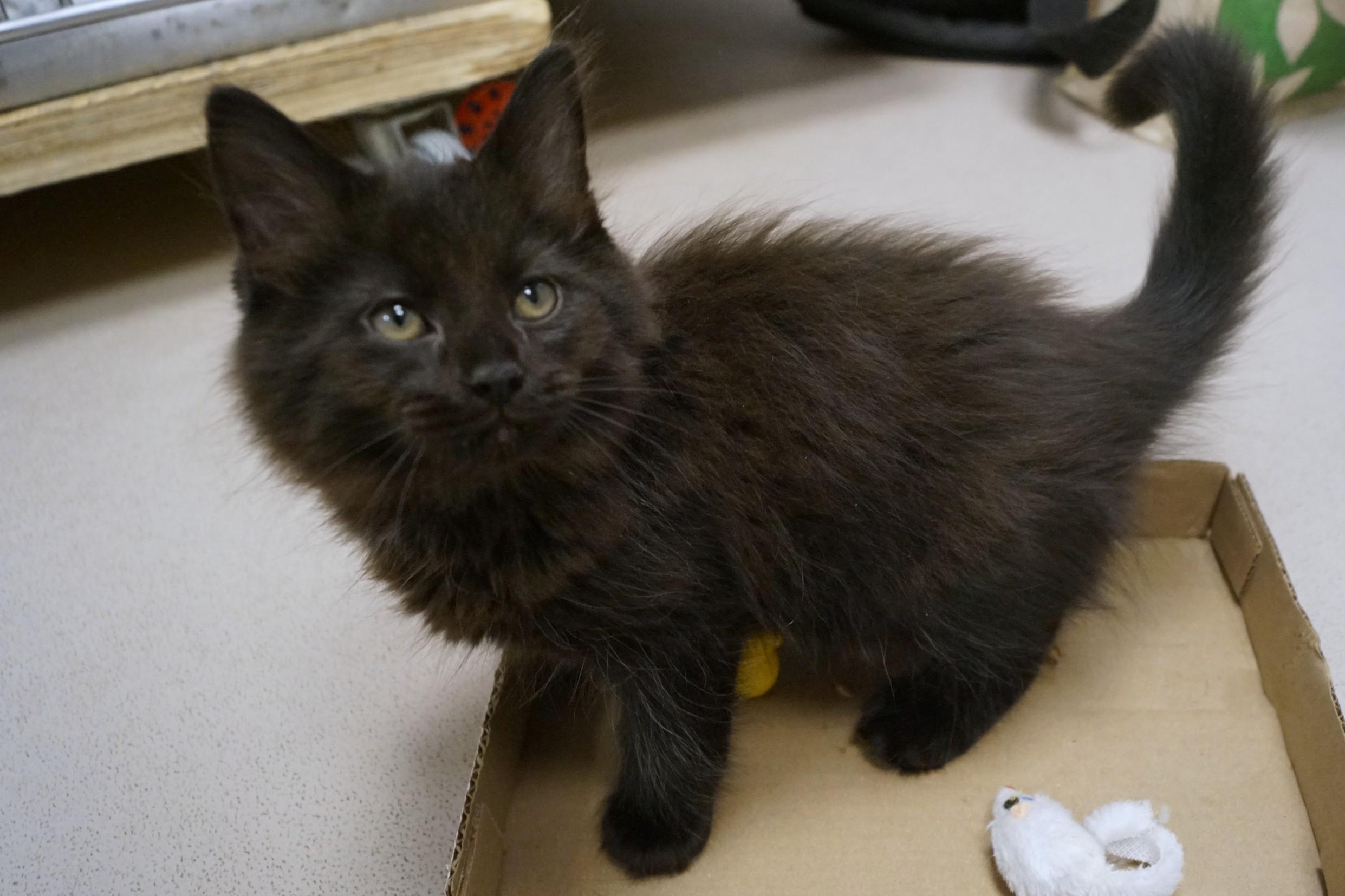 Kitten 26-3 Black, an adopted Domestic Medium Hair in New Milford, CT image 3/6