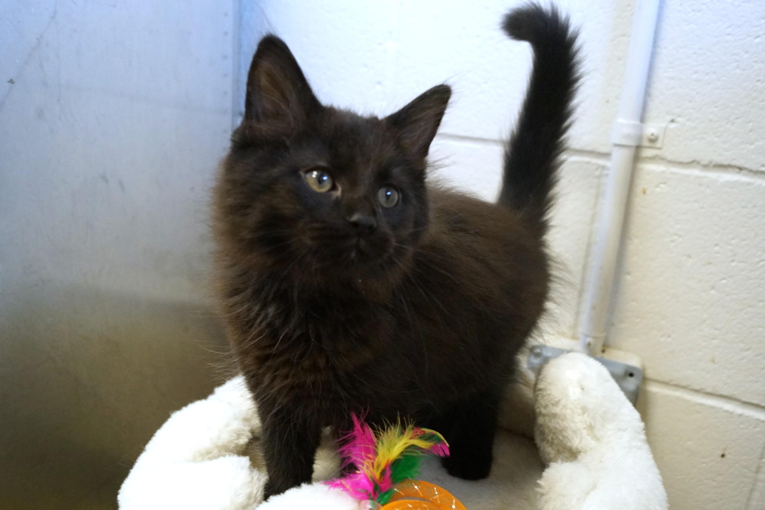 Kitten 26-3 Black, an adopted Domestic Medium Hair in New Milford, CT image 5/6