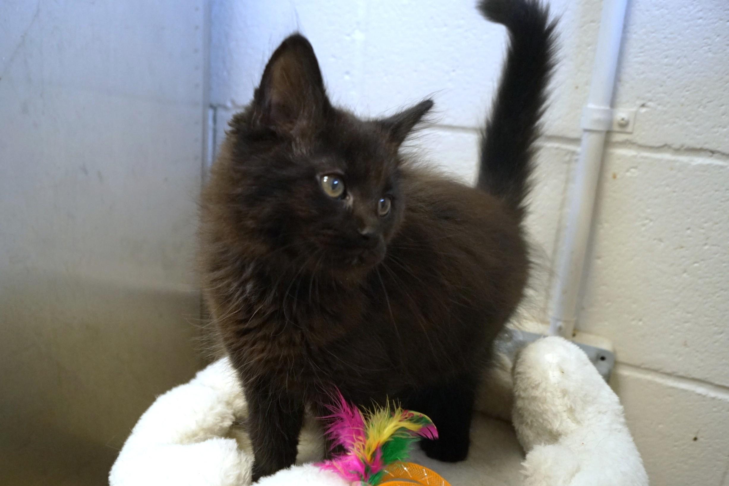 Kitten 26-3 Black, an adopted Domestic Medium Hair in New Milford, CT image 6/6