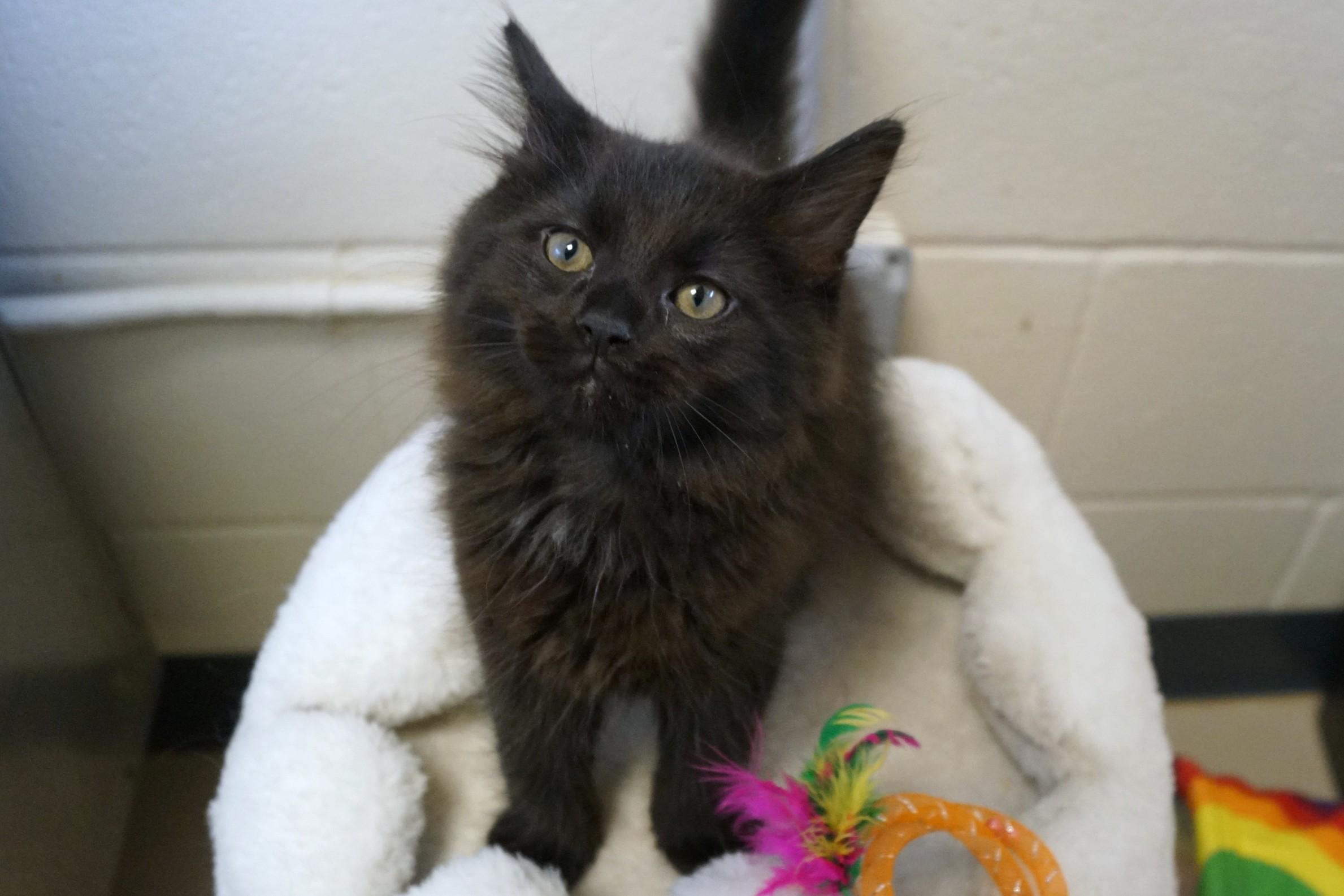 Kitten 26-3 Black, an adopted Domestic Medium Hair in New Milford, CT image 2/6
