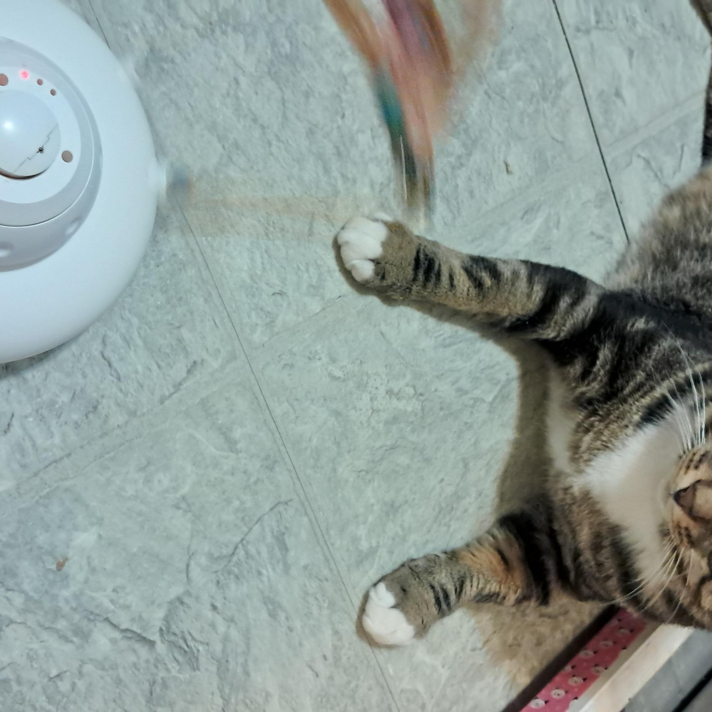 Enlarge Sled, a ADOPTABLE Domestic Short Hair in Huntington, MA image 6/6