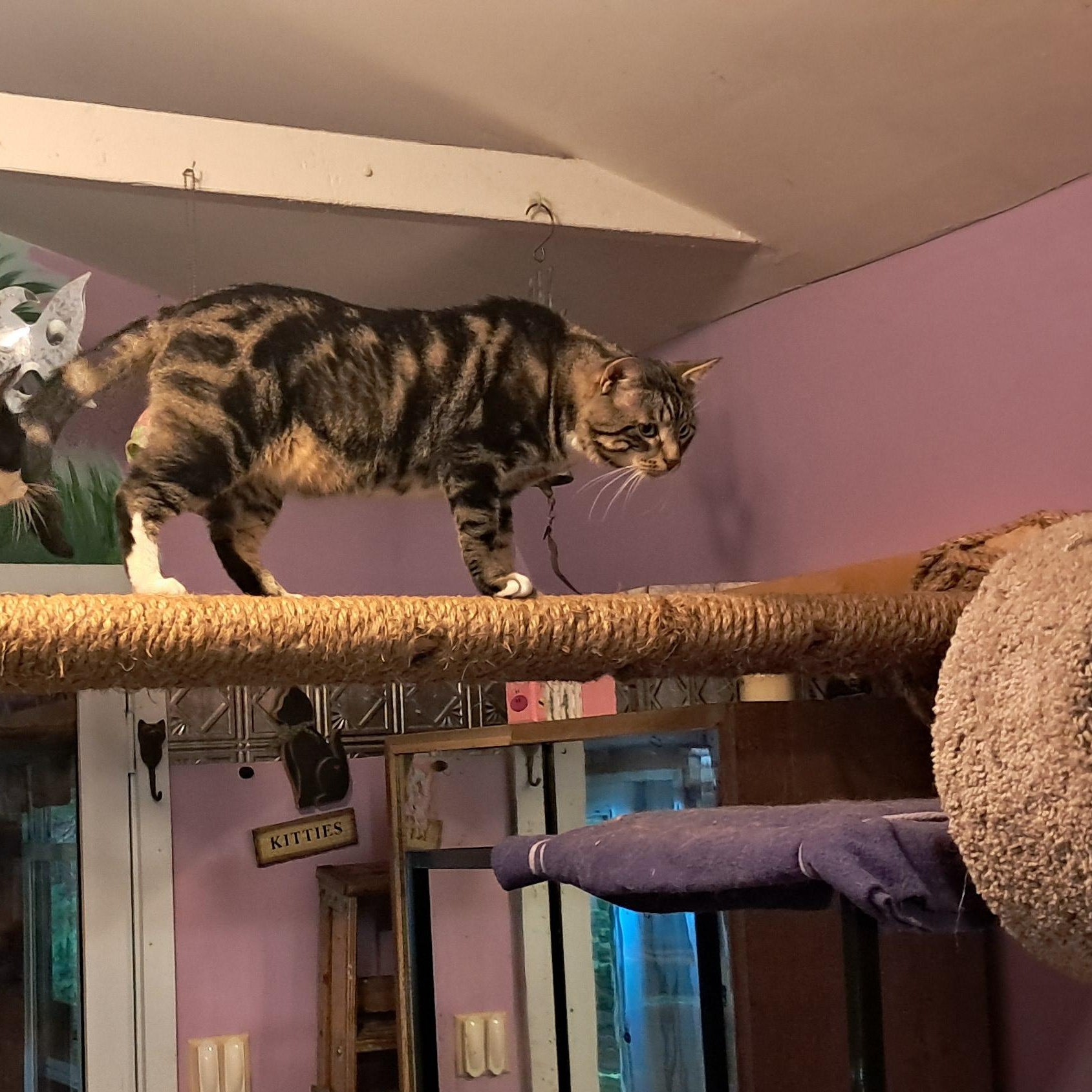Enlarge Sled, a ADOPTABLE Domestic Short Hair in Huntington, MA image 5/6