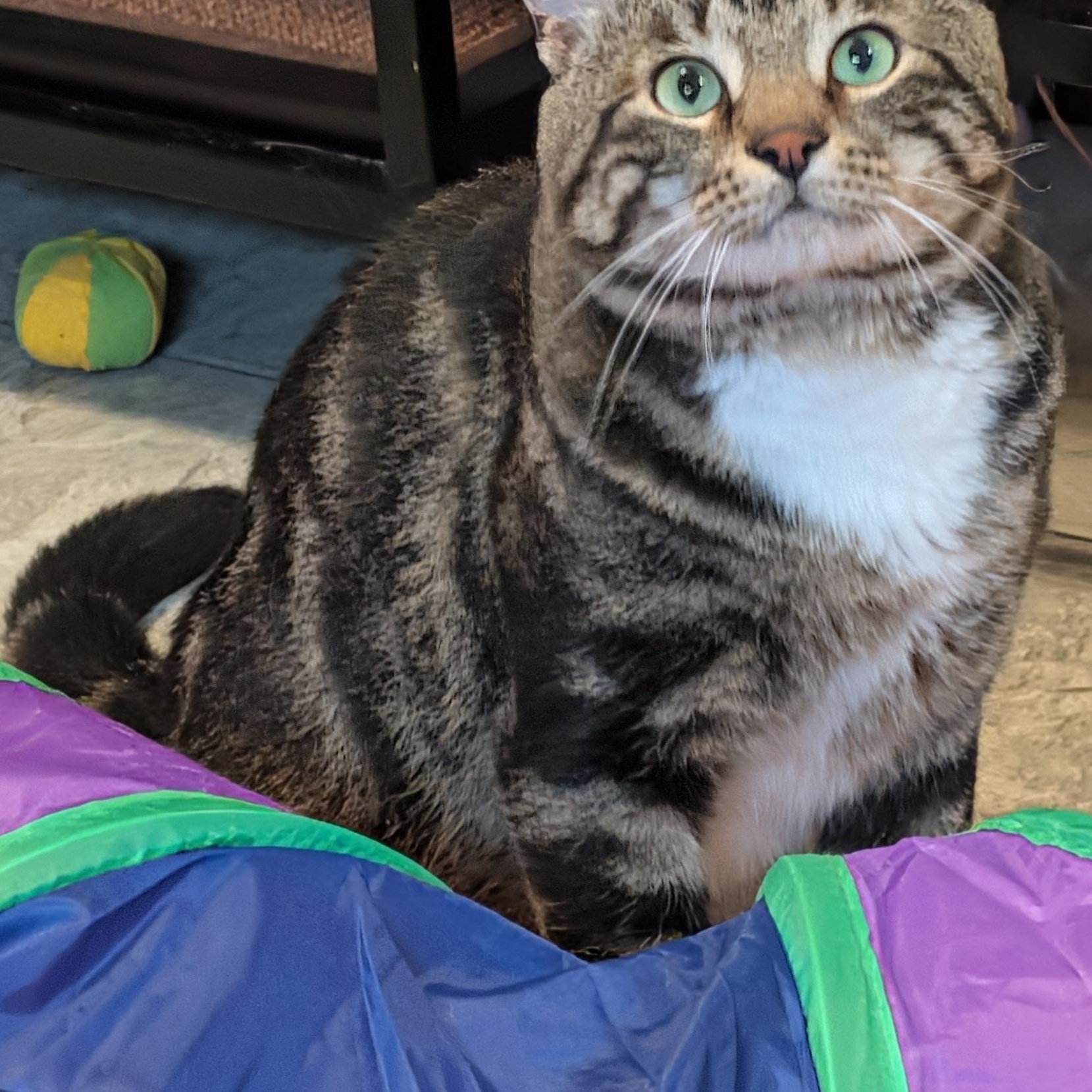 Sled, ADOPTABLE, Young Male Domestic Short Hair.