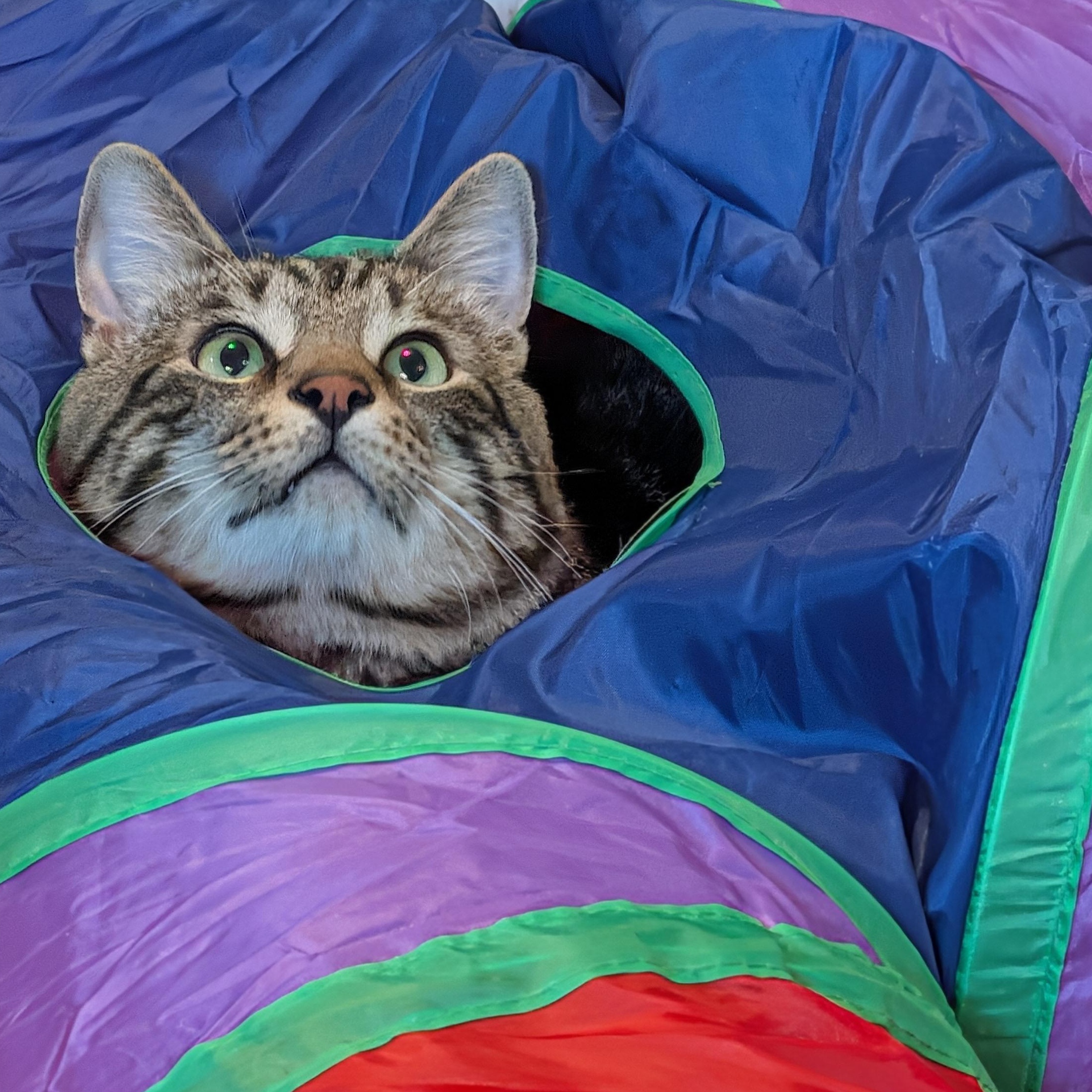 Enlarge Sled, a ADOPTABLE Domestic Short Hair in Huntington, MA image 2/6
