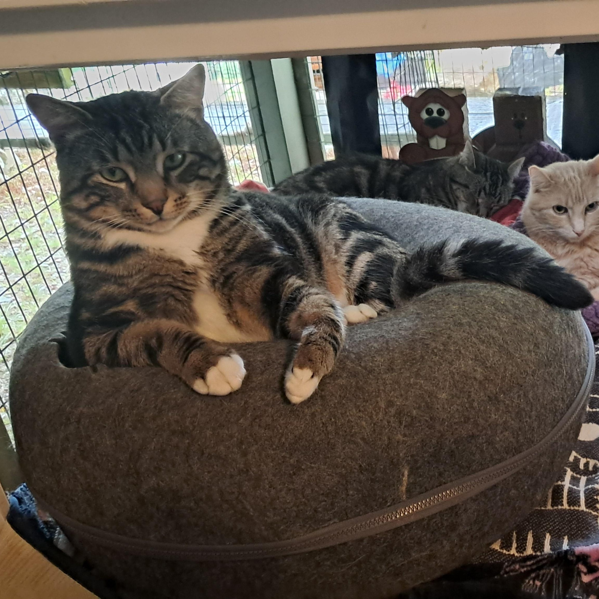 Enlarge Sled, a ADOPTABLE Domestic Short Hair in Huntington, MA image 4/6