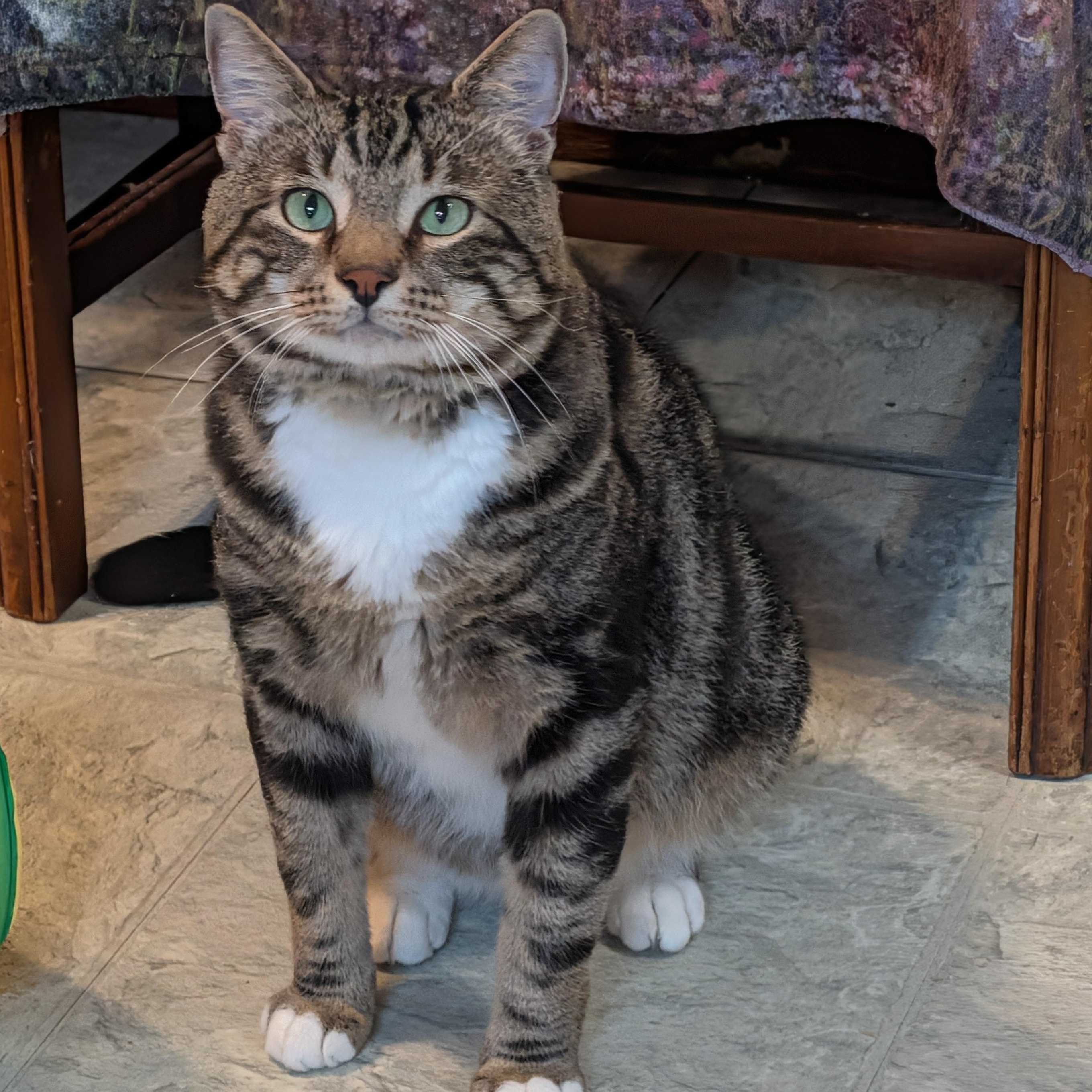 Enlarge Sled, a ADOPTABLE Domestic Short Hair in Huntington, MA image 3/6