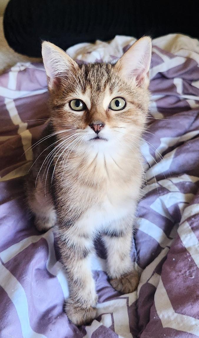 BUFFY, Adoptable, Kitten Female Domestic Short Hair.