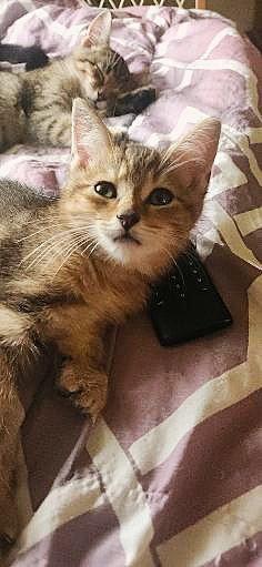 Enlarge BUFFY, a Adoptable Domestic Short Hair in Northfield, OH image 2/2