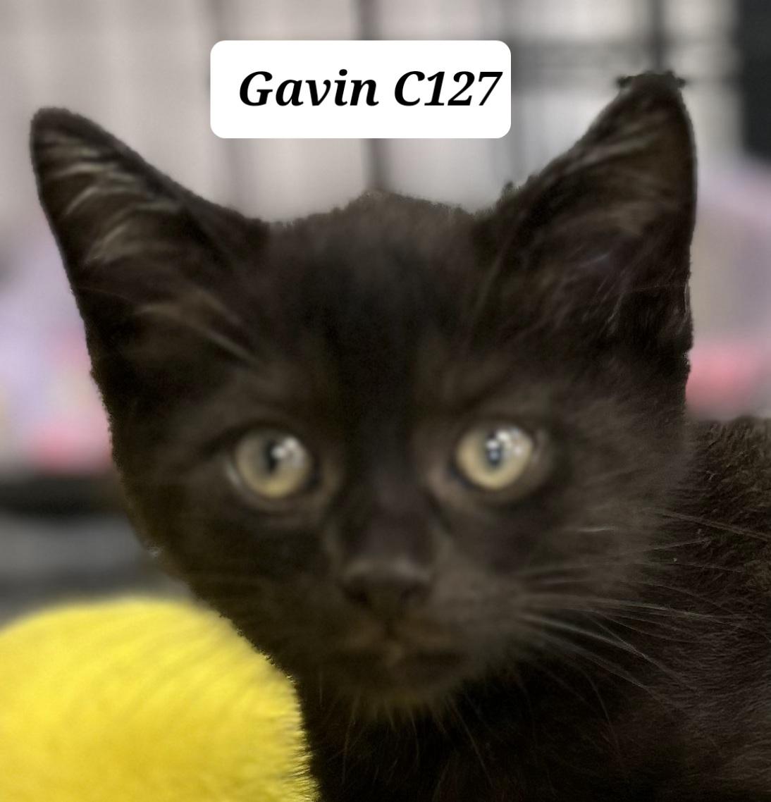 Gavin C127, Adoptable, Young Male Domestic Medium Hair.