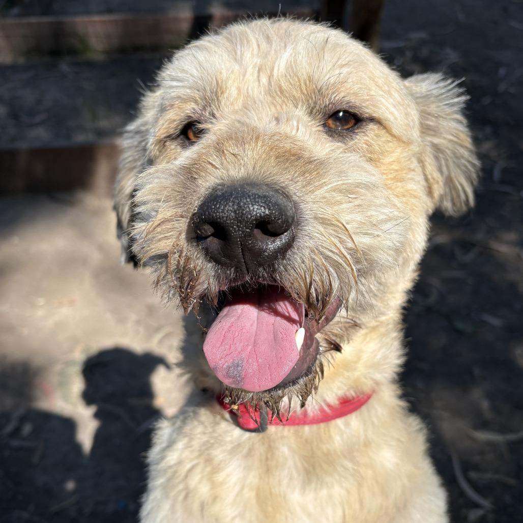 Sir Edmund, a Adoptable Terrier in Sonoma, CA image 1/6