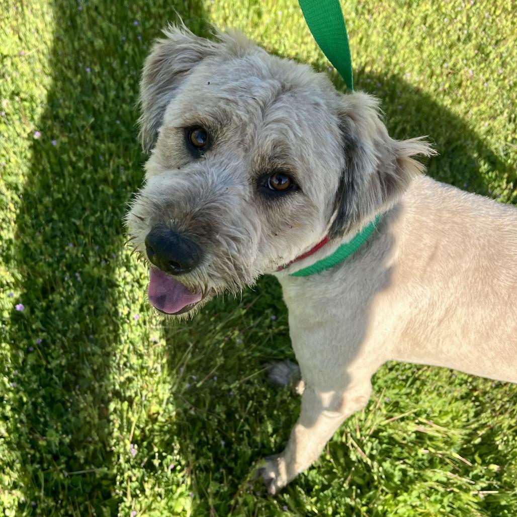 Sir Edmund, a Adoptable Terrier in Sonoma, CA image 2/6