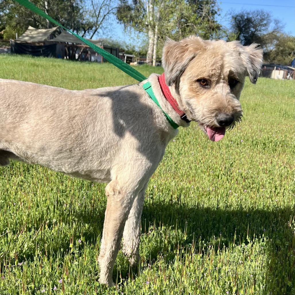 Sir Edmund, a Adoptable Terrier in Sonoma, CA image 3/6