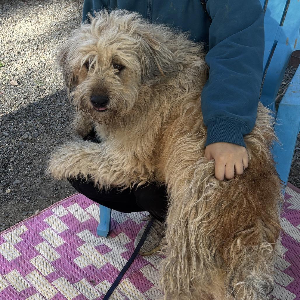 Sir Edmund, a Adoptable Terrier in Sonoma, CA image 4/6