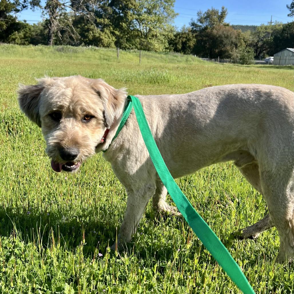 Sir Edmund, a Adoptable Terrier in Sonoma, CA image 5/6