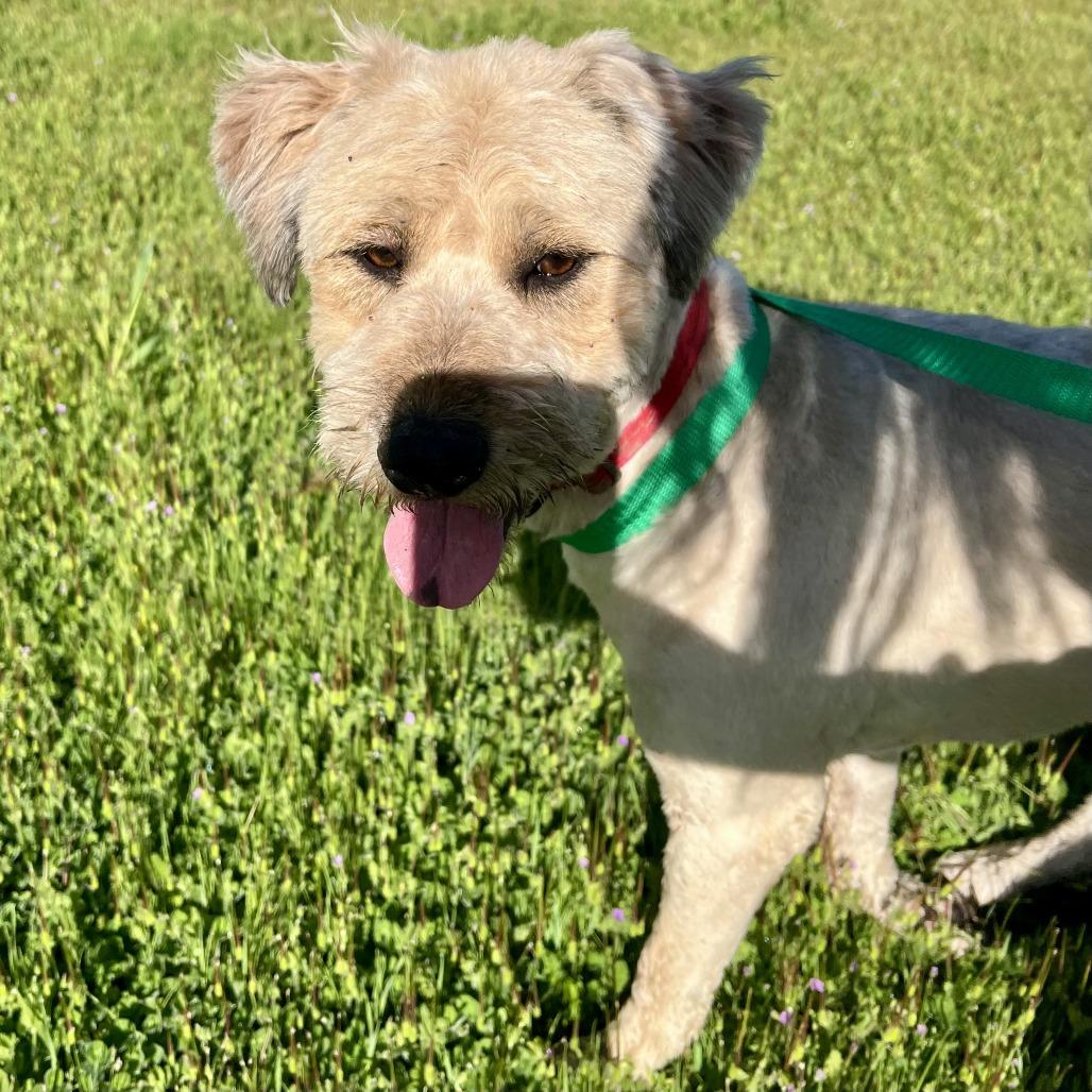 Sir Edmund, a Adoptable Terrier in Sonoma, CA image 6/6