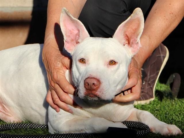 BISCUIT, Adoptable, Adult Male Pit Bull Terrier & Mixed Breed.