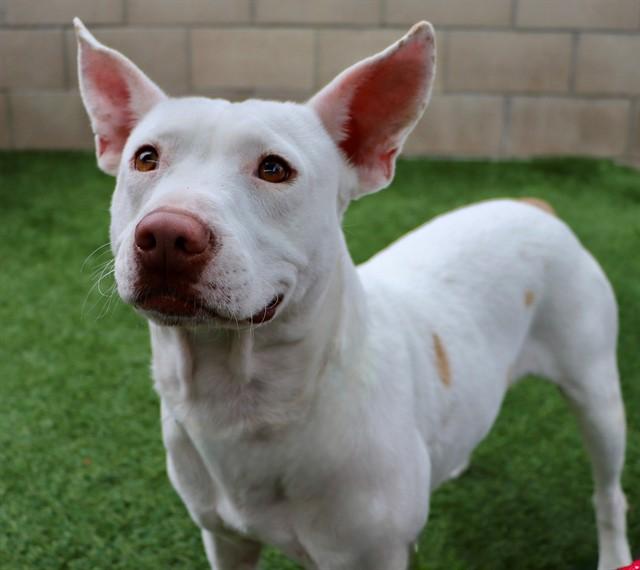 BISCUIT, Adoptable, Adult Male Pit Bull Terrier & Mixed Breed.