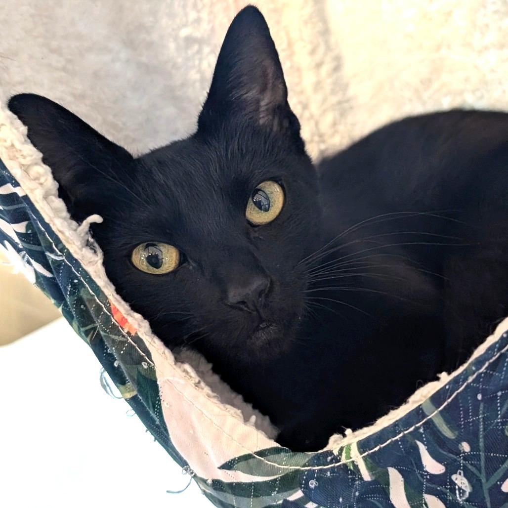 Enlarge Script, a Adoptable Domestic Short Hair in Redwood Valley, CA image 1/6