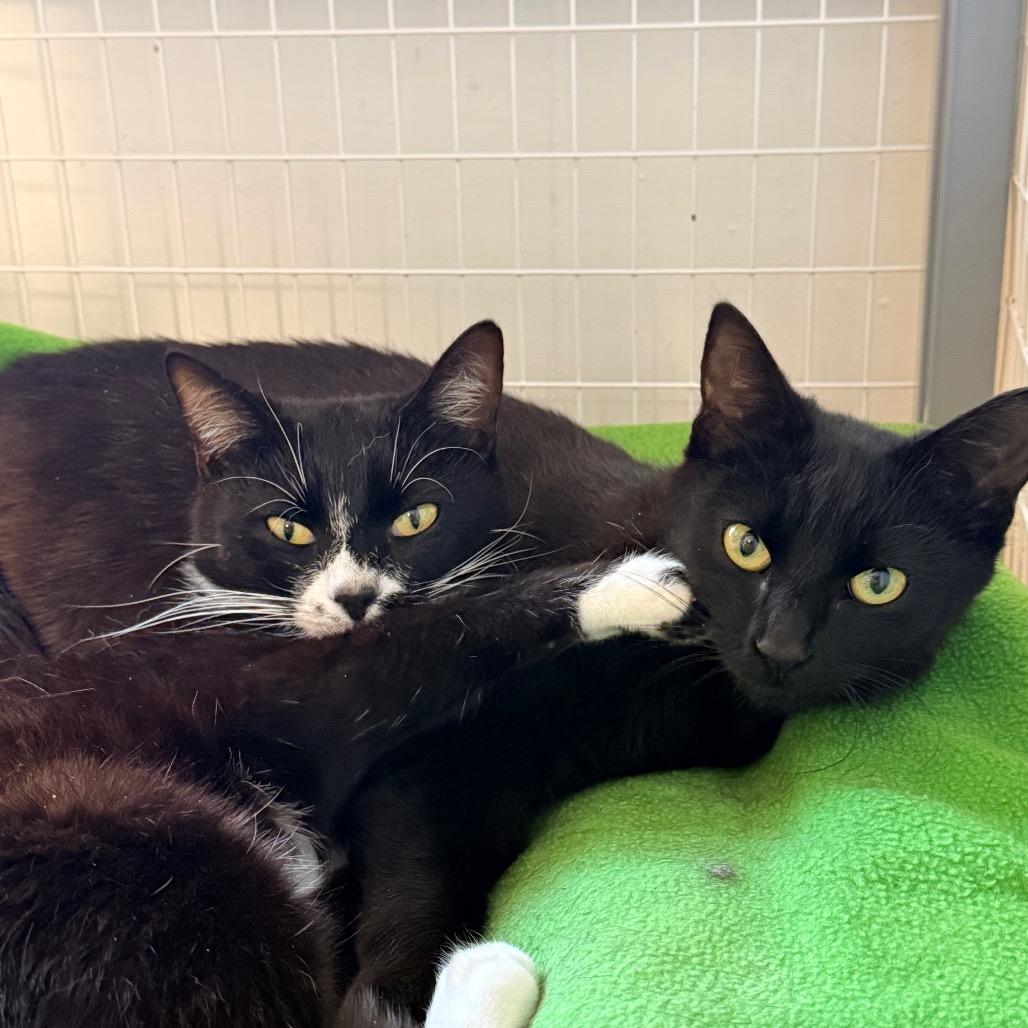 Script, Adoptable, Young Female Domestic Short Hair.