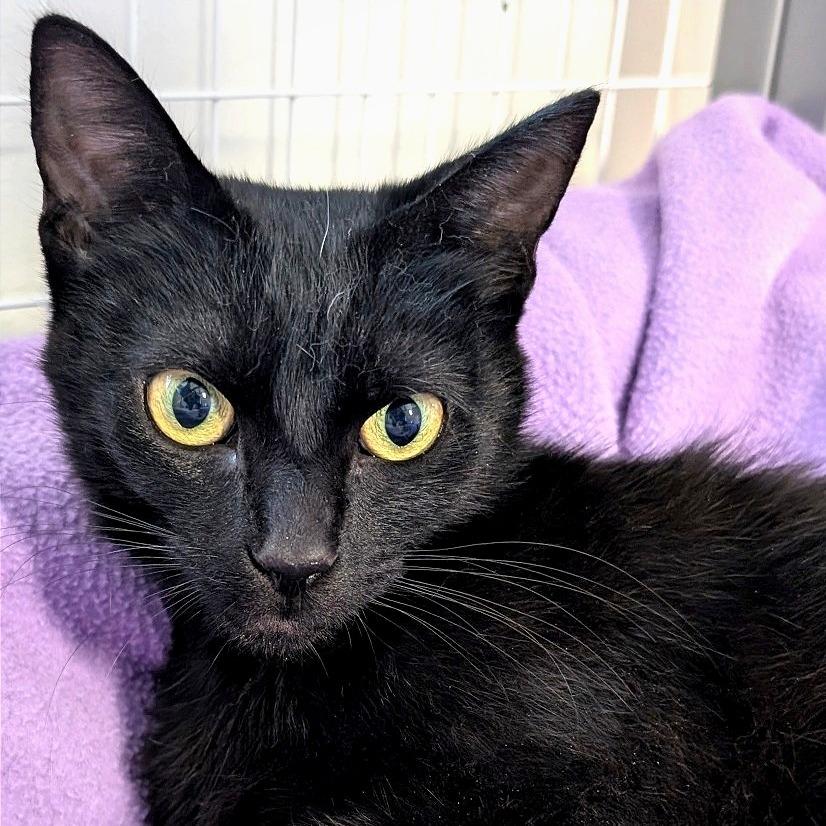 Enlarge Script, a Adoptable Domestic Short Hair in Redwood Valley, CA image 2/6