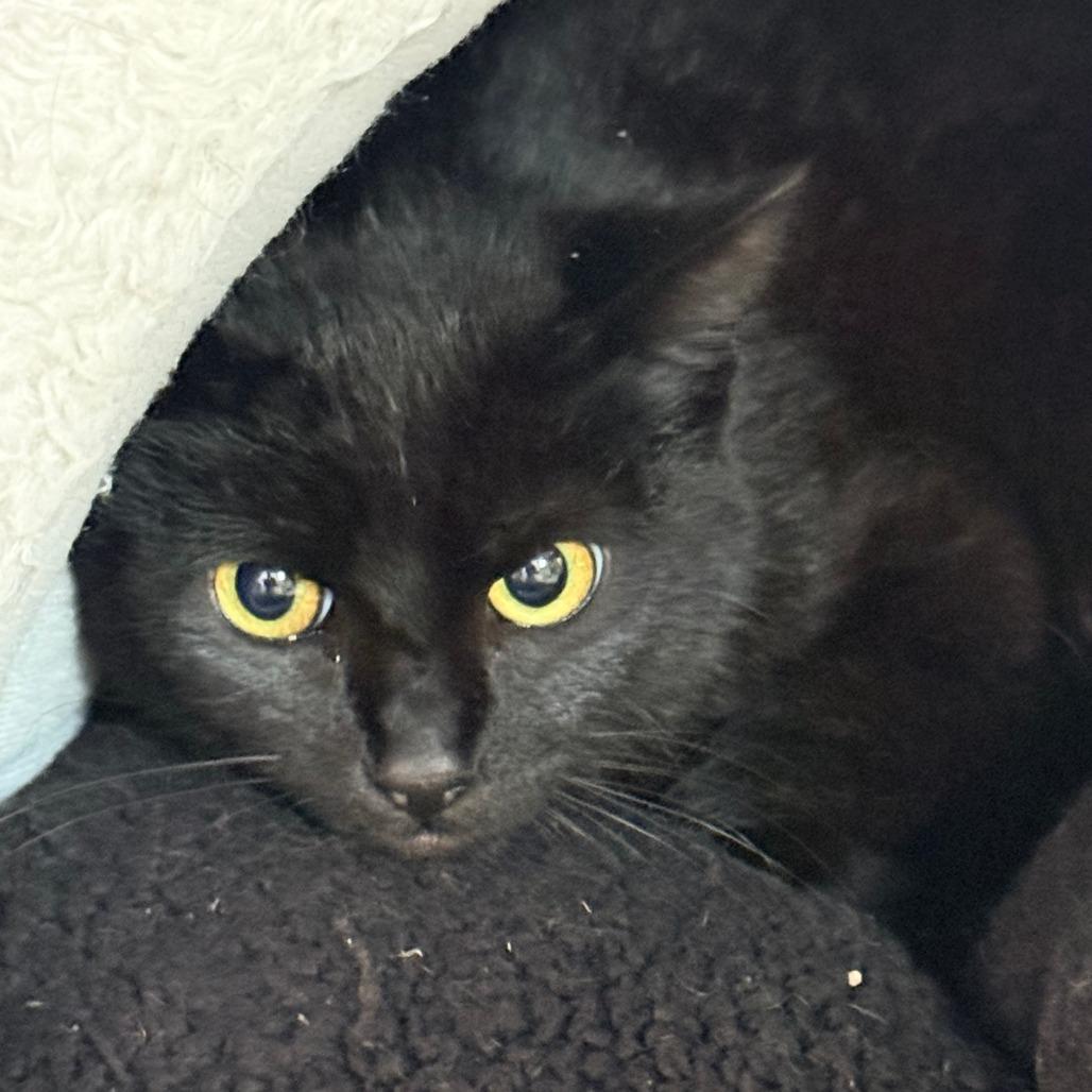 Enlarge Script, a Adoptable Domestic Short Hair in Redwood Valley, CA image 3/6