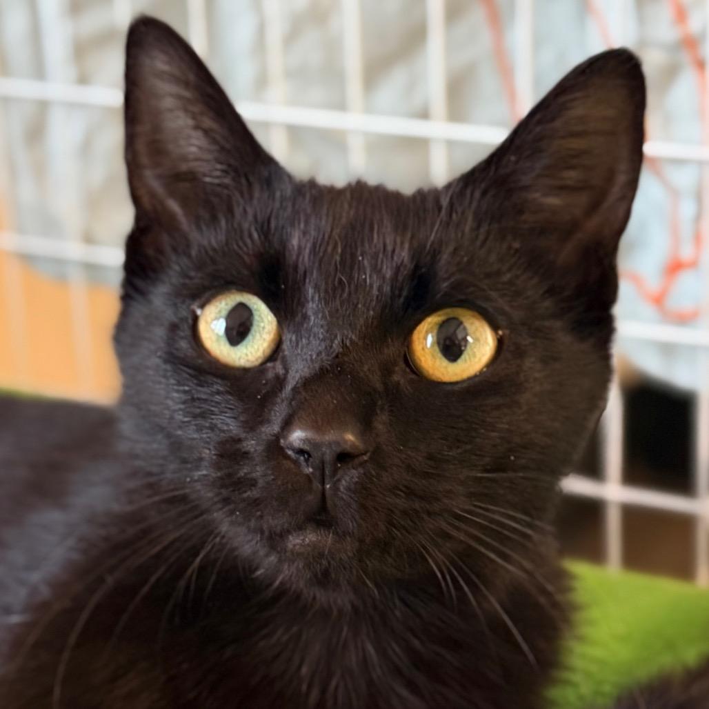 Enlarge Script, a Adoptable Domestic Short Hair in Redwood Valley, CA image 4/6