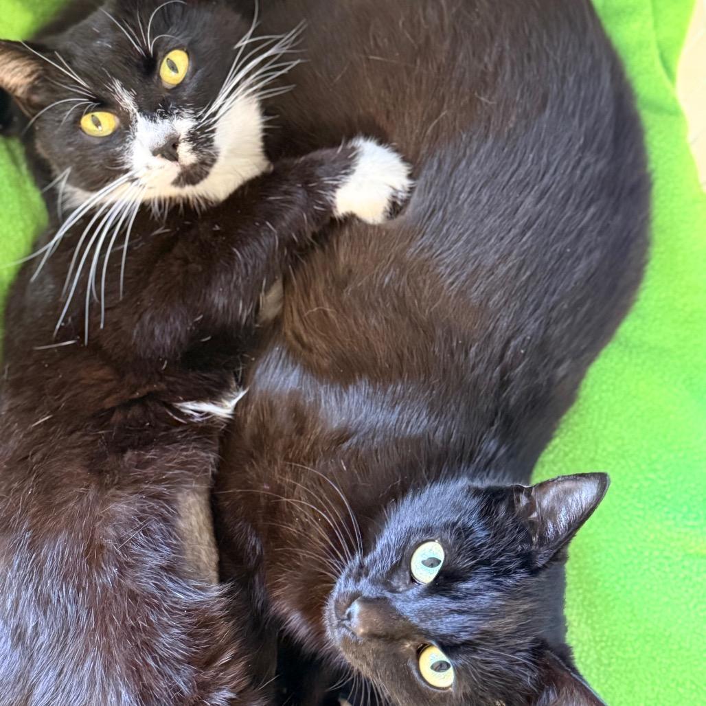 Enlarge Script, a Adoptable Domestic Short Hair in Redwood Valley, CA image 5/6