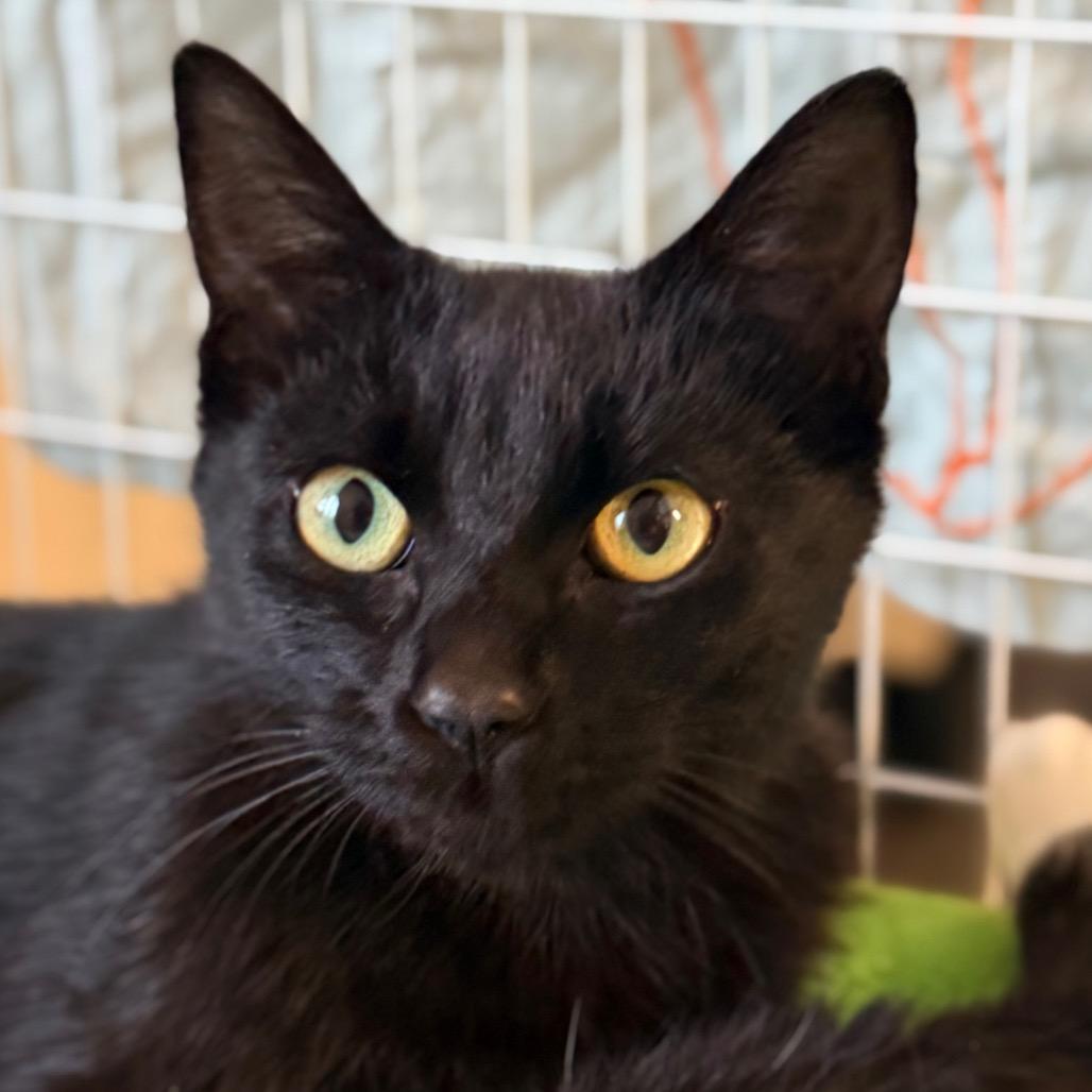 Enlarge Script, a Adoptable Domestic Short Hair in Redwood Valley, CA image 6/6