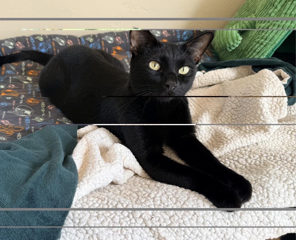 Enlarge Rugby, a Adoptable Bombay in San Diego, CA image 1/1