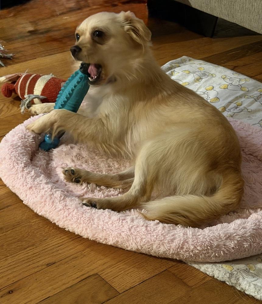 Lola, Adoptable, Adult Female Chihuahua.