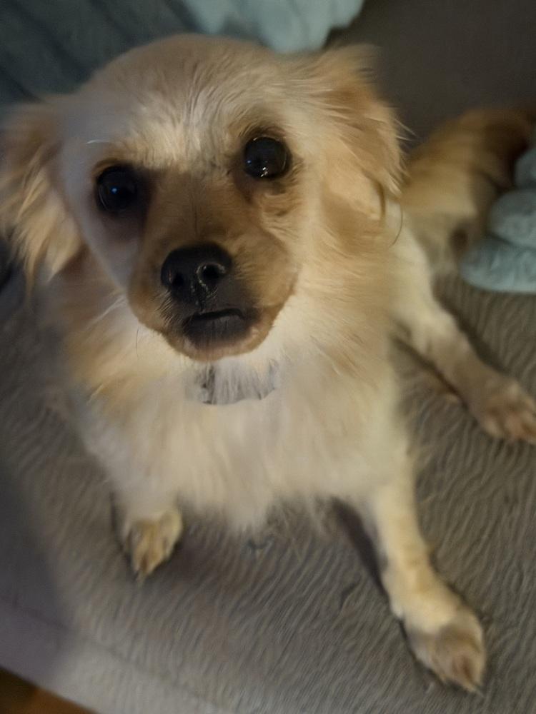 Enlarge Lola, a Adoptable mixed breed in Jefferson Hills, PA image 3/4