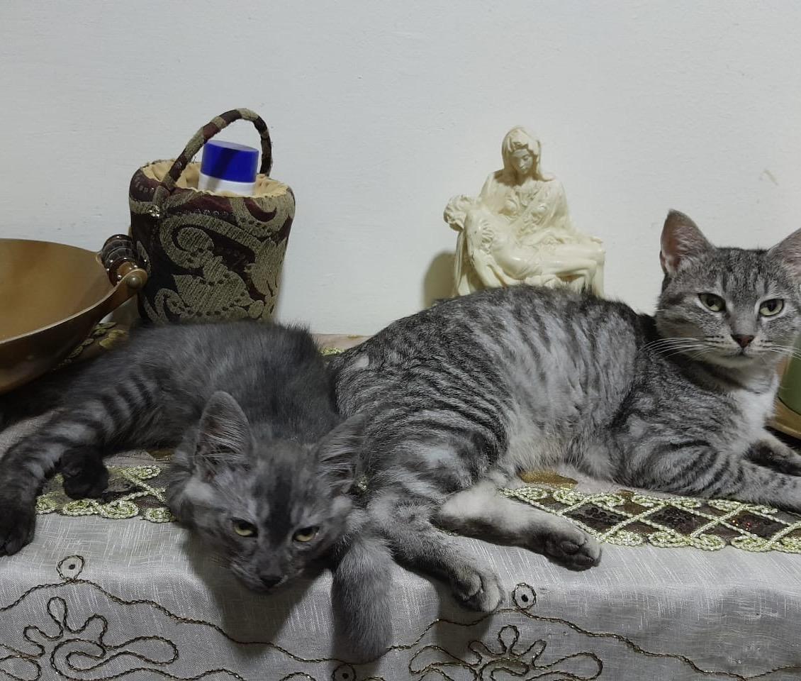 Mom & Baby Stella & Sona, Baby Female unknown