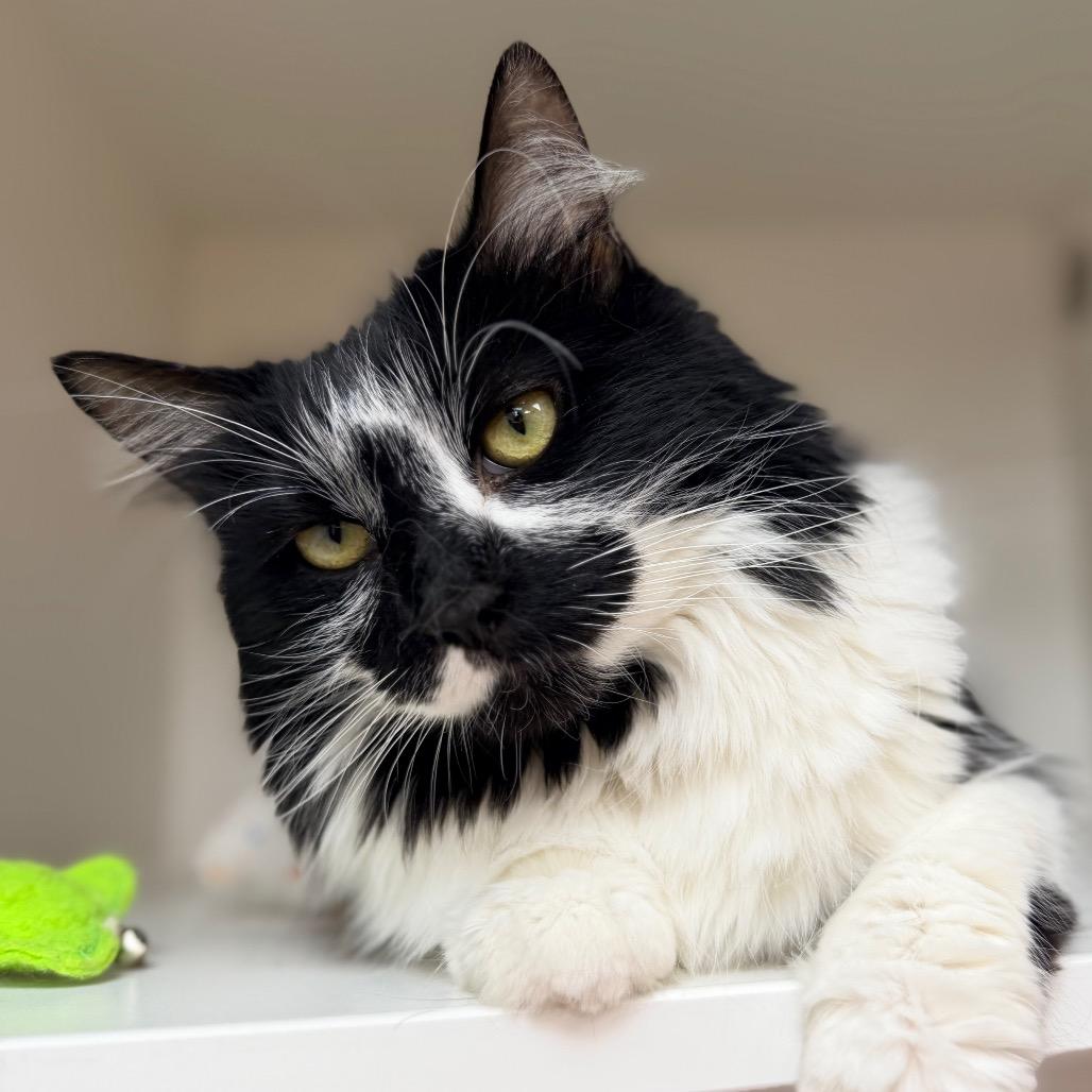Elsa, Adoptable, Senior Female Domestic Long Hair.