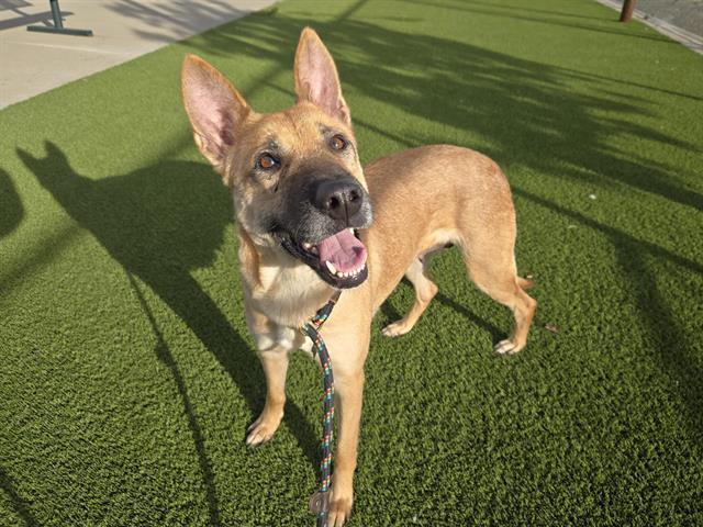 Enlarge HEXA, a Adoptable German Shepherd Dog in Auburn, CA image 1/1