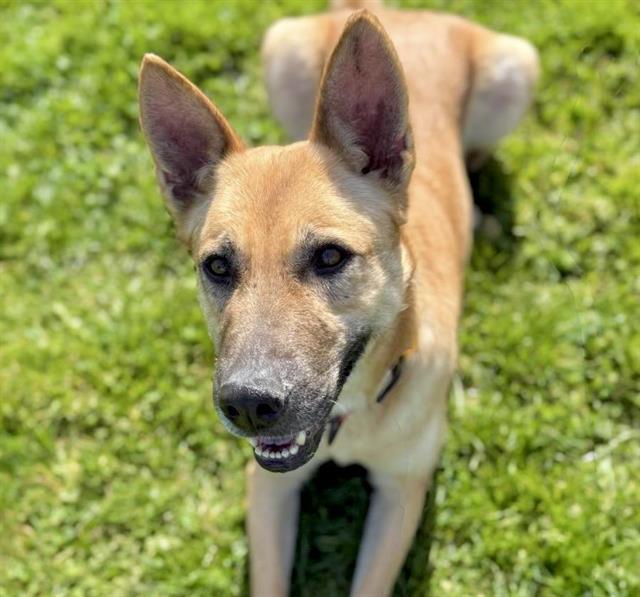 Enlarge HEXA, a Adoptable German Shepherd Dog in Auburn, CA image 1/1
