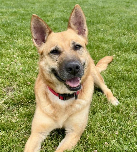 HEXA, Adoptable, Young Female German Shepherd Dog.