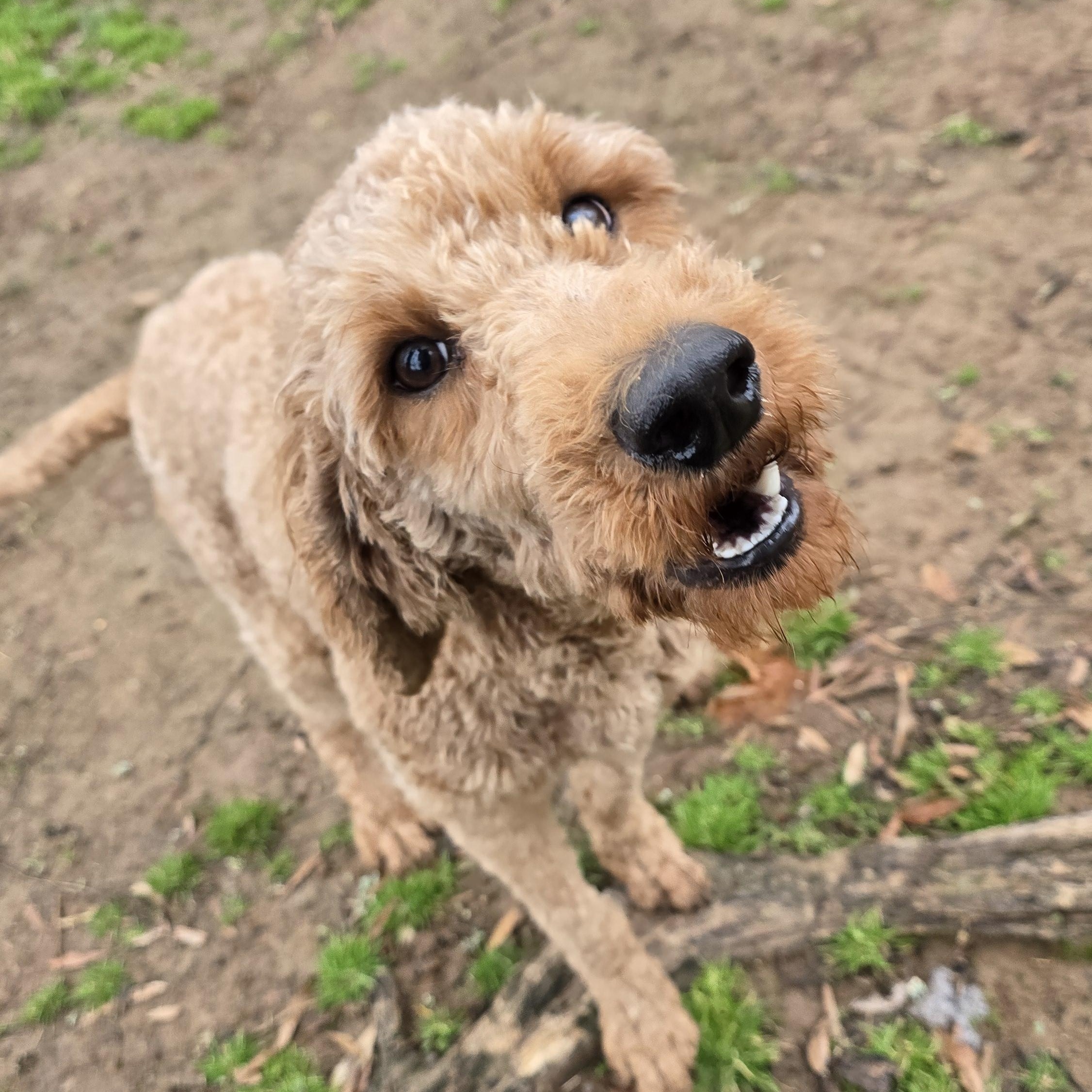 Charlotte, adopted, Adult Female Goldendoodle.