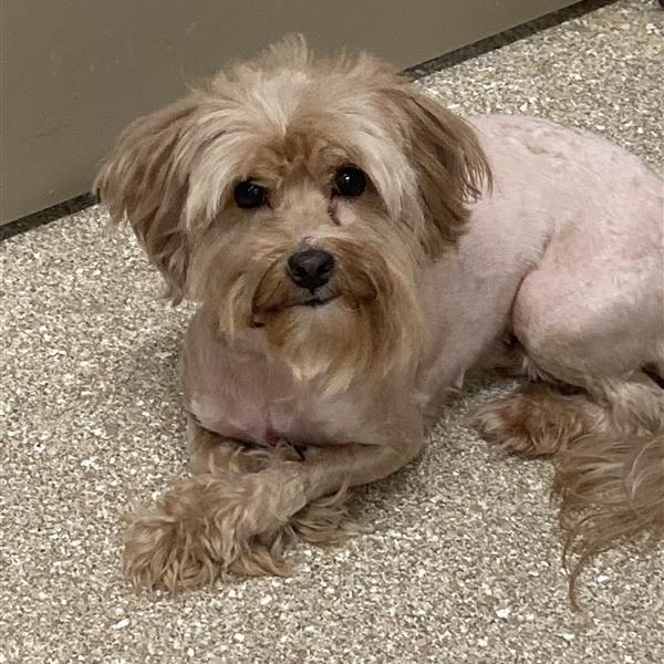 Skye, adopted, Adult Female Poodle & Bichon Frise.