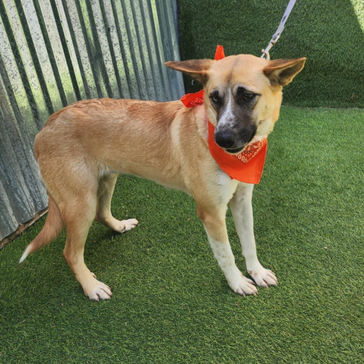 Amelia — thumbnail 5