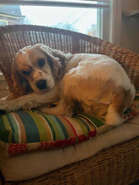 Enlarge Brave, a Adoptable Cocker Spaniel in Cliffwood, NJ image 2/3