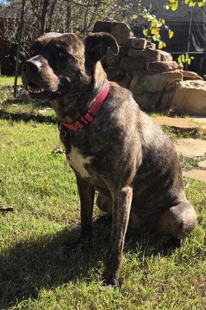 Piper, Adoptable, Adult Female Pit Bull Terrier & Mixed Breed.